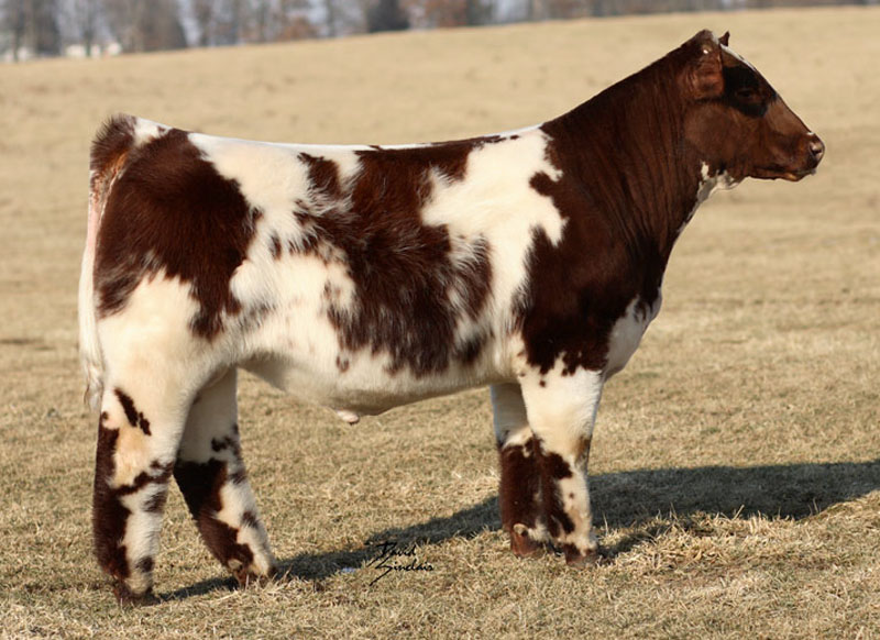 Shorthorn Plus Show Cattle